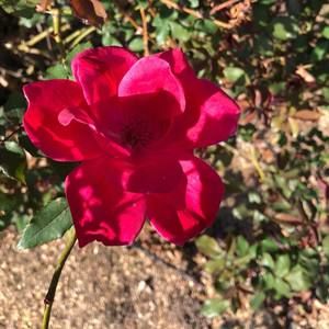 Meet your Posher, Judy